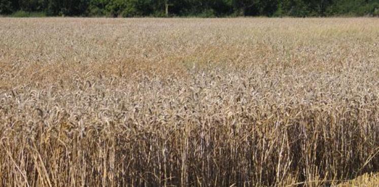 Des écarts très importants ressortent d'une région à l'autre, les plus pénalisées étant le Centre, l'Est, le Nord et l'Ile-de-France au vu d'un comptage des épis et grains réalisé la semaine précédente.