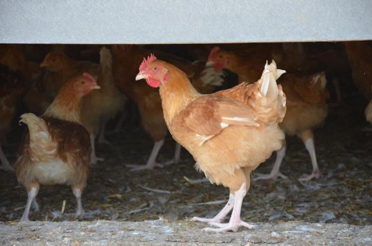 Au cours des 20 dernières années, les pays émergents ont connu une révolution de l'élevage qui a conduit à une hausse de la consommation en viande, en particulier de porc et de volaille.