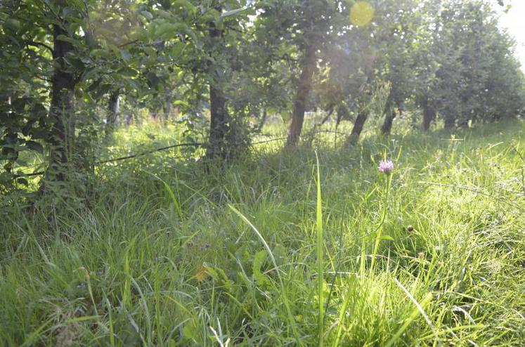 « Les abeilles butinent les pommiers, mais il faut aussi avoir à proximité des plantes mellifères qui vont fournir le nectar indispensable à la production de miel. Les fleurs que nous laissons pousser dans l’inter-rang y contribuent, et aussi les champs à proximité, comme le colza et la féverole », explique Renan Maurice.