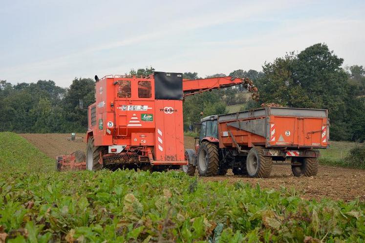 La machine large de 3 mètres arrache 6 rangs. 4 heures suffisent à récolter 2 hectares. « Sa longueur rend les demi-tours chronophages », indique l’éleveur. La parcelle libérée, il y sèmera du blé dès le lendemain.