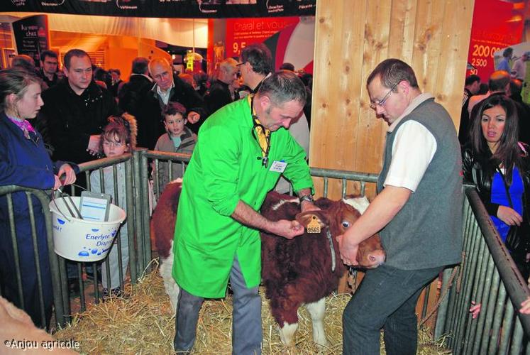 Auscultation d'un veau atteint d'une affection respiratoire. Au terme de sa garde, le vétérinaire ira revoir sa Normandie. L'éleveur rentrera en Mayenne avec sa vache et son veau.