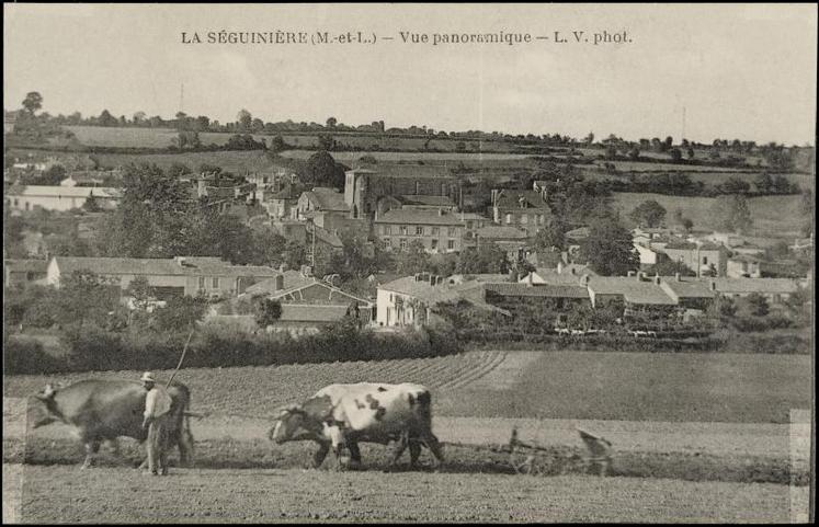 Scène de labour à La Séguinière, au début du XXème siècle.