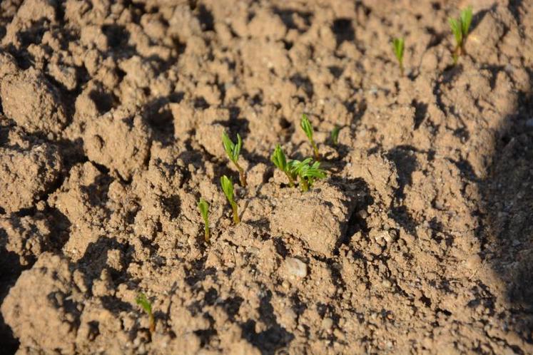 La lentille est une légumineuse intéressante agronomiquement, mais qui demande beaucoup de soins à l’implantation et une bonne dose de patience à la récolte.