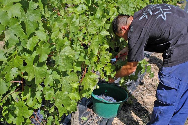 La production moyenne du vignoble Anjou Saumur, soit 18 000 ha de vignes, se situe autour de 1 million d’hectolitres.