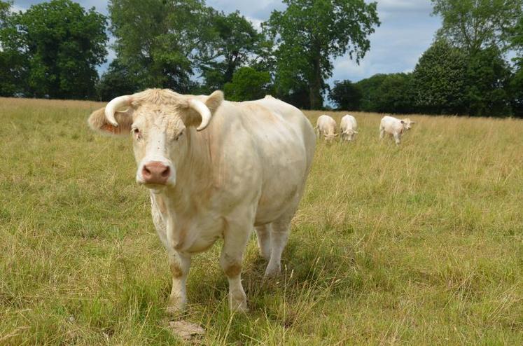 Le logo apporte de nombreuses garanties en termes d'origine de la viande, de sécurité sanitaire...