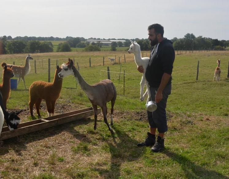 A Torfou, 20 alpagas pâturent au lieu-dit la Pouponnière neuve. Ils sont élevés pour leur laine. Comme la ferme ne souhaite pas teindre la laine d’alpagas, l’éleveur David Bouancheau prend soin à avoir des animaux de couleurs différentes.