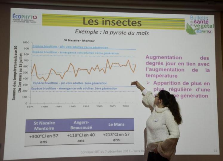 Avec le changement climatique, on observe une apparition de plus en plus régulière d’une deuxième génération de pyrales du maïs.