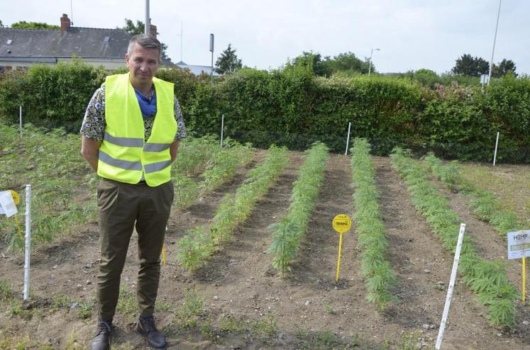 Christophe Février, directeur de la coopérative Hemp’It, devant une parcelle de démonstration où sont implantées les 13 variétés de chanvre produites dans la Vallée. « Il y a ici des pieds monoïques et dioïques, pour la formation des agents saisonniers que nous recrutons chaque année afin de réaliser l’épuration des cultures. »