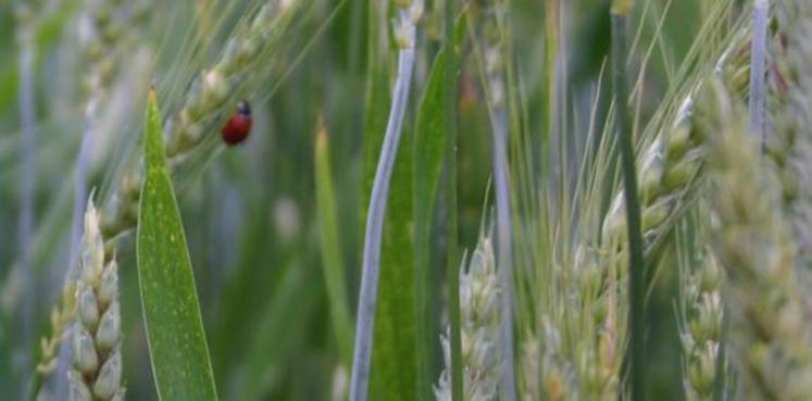 Les demandes d'aide au maintien bio doivent être renvoyées avant le 10 septembre 2015.