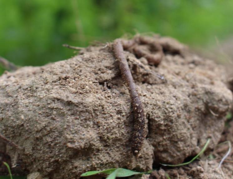 Les organismes vivants, comme les lombrics, ont besoin d’un milieu avec une porosité suffisante où l’air et l’eau circulent facilement.