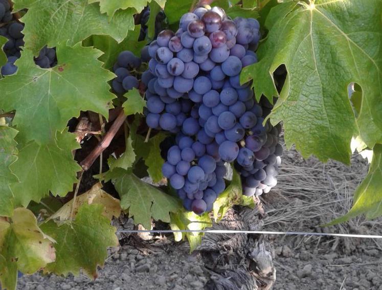 Grappe de grolleau au stade fin véraison, dans un vignoble de Tancoigné, mardi 3 septembre.