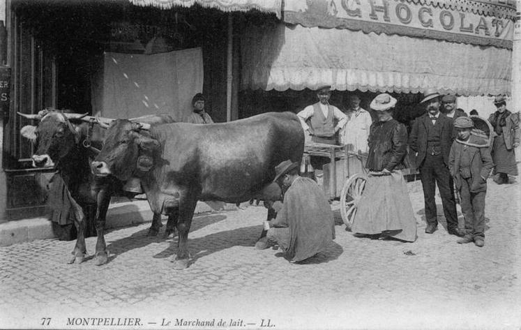 Montpellier, traite de vaches brunes des Alpes, vers 1910.  « En l’absence de moyens de transport rapides et de procédés de conservation efficaces, le lait devait être produit et collecté à proximité immédiate des lieux où il était consommé ».