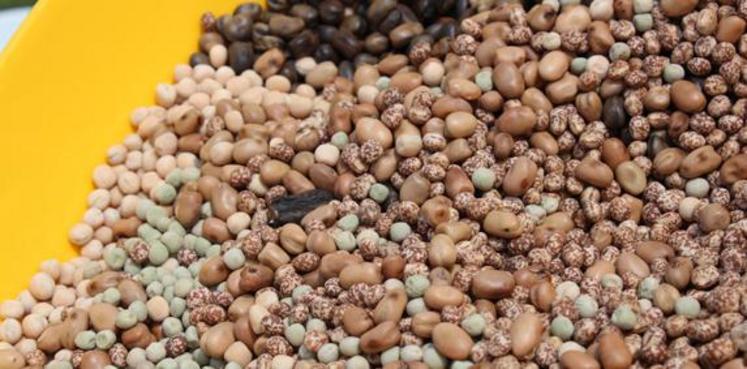 Plus de 100 000 ha de soja ont été cultivés l’an dernier, d’après les chiffres d’Agreste. Une culture que la Fop juge indispensable, tant pour la diversification des cultures que pour sa contribution à l’agro-écologie.