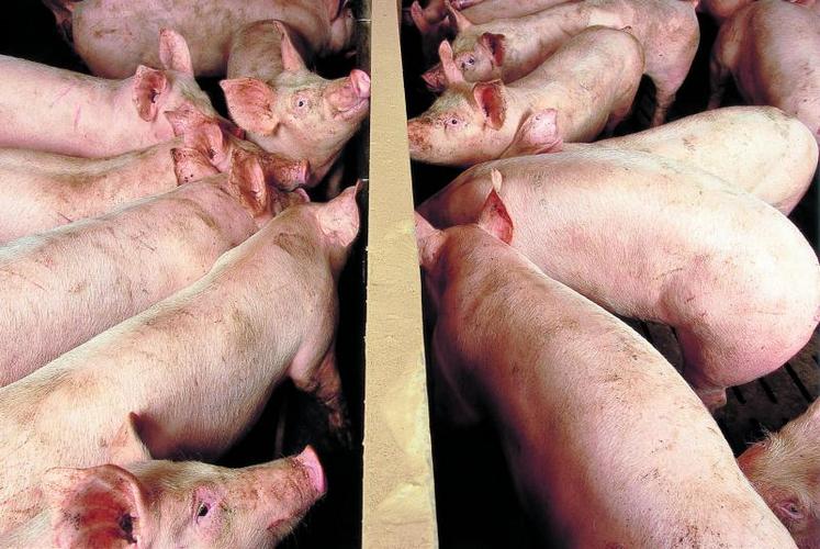La filière porcine a connu de nombreuses restructurations ces dernières années notamment au niveau du maillon abattage–découpe et au niveau de celui de la production.