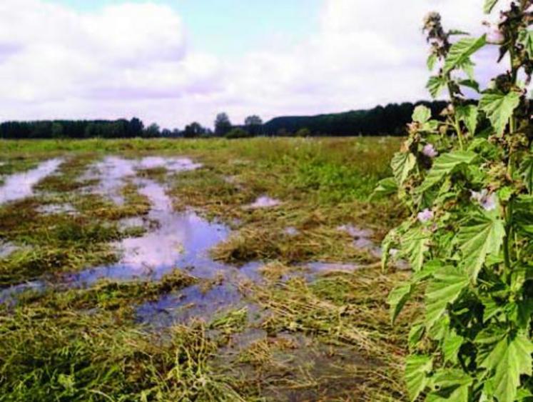 Blé à Chanzeaux, melons à Blaison-Gohier, prairies à Saint Léger-sous-Cholet ou dans les Basses Vallées 
angevines, tous les végétaux ont souffert des conditions climatiques.