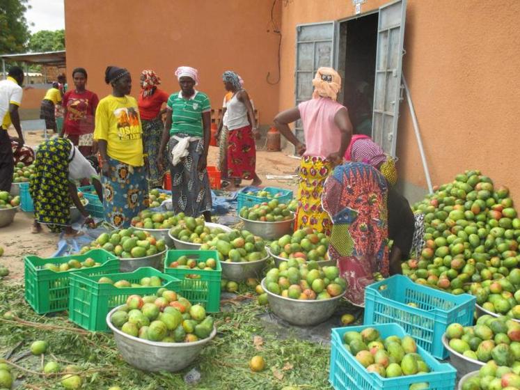 Une fois récoltées, les mangues sont épluchées, découpées en morceaux pour ensuite être séchées. Toutes ces tâches sont réalisées par des femmes.