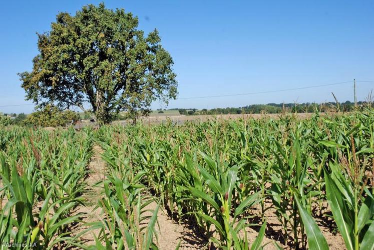 Une perte de 40 % sur le maïs ensilage sec a été reconnue.