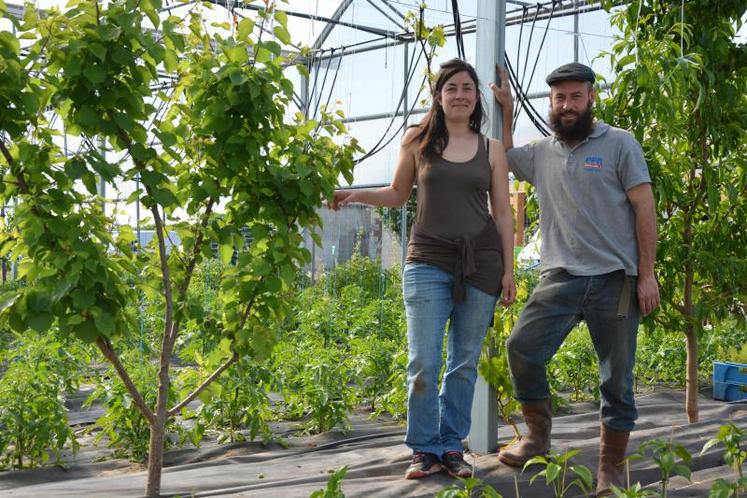 Julia Saulais et Corentin Perrot dans l'un des rangs de fruitiers sous serre de leur exploitation, composé d'une succession de pêchers, pieds de vignes (10 cépages différents) et abricotiers.