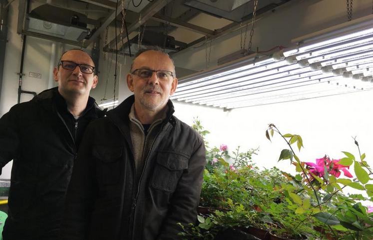 Laurent Crespel, enseignant-chercheur à Agrocampus-Ouest et Philippe Morel, ingénieur de recherche à l’Inra Nantes-Angers, devant des rosiers sous Led, en enceinte close.