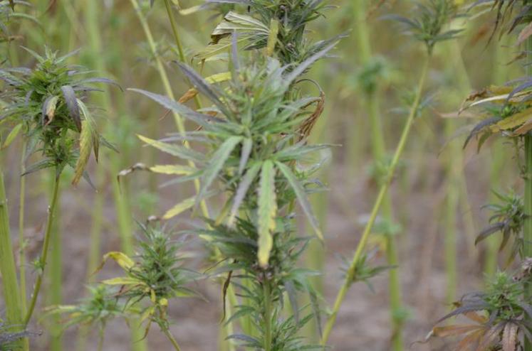 Plant de chanvre à maturité, dans une parcelle située à la Bohalle.