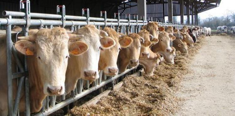 La France avait demandé des mesures à la Commission européenne pour dégager le marché de la viande bovine européen, alourdi par l’afflux de vache de réforme liée à la crise laitière.