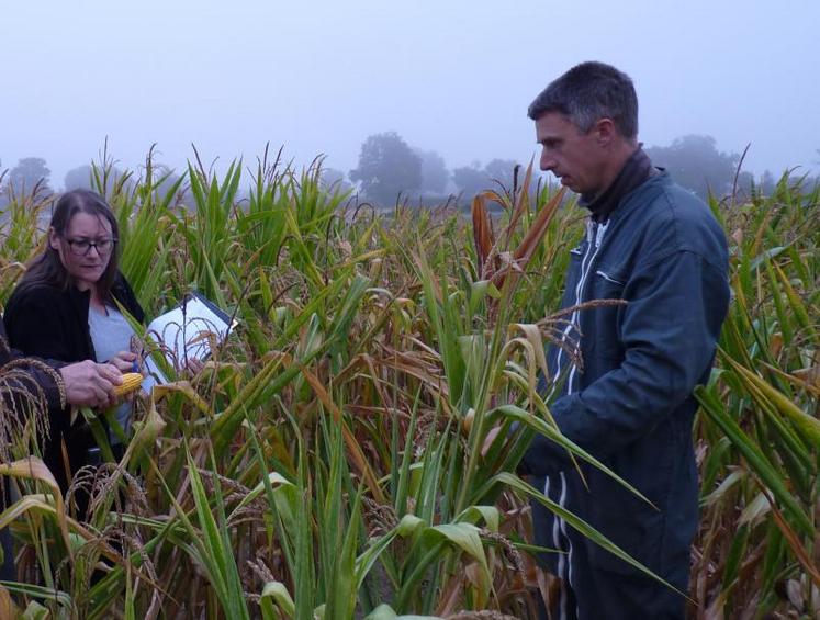 Au Gaec Dichet à la Pommeraye (49), les pertes de rendement sur le maïs seront compensées par une augmentation de la surface en maïs suite à l’arrêt de production de céréales.