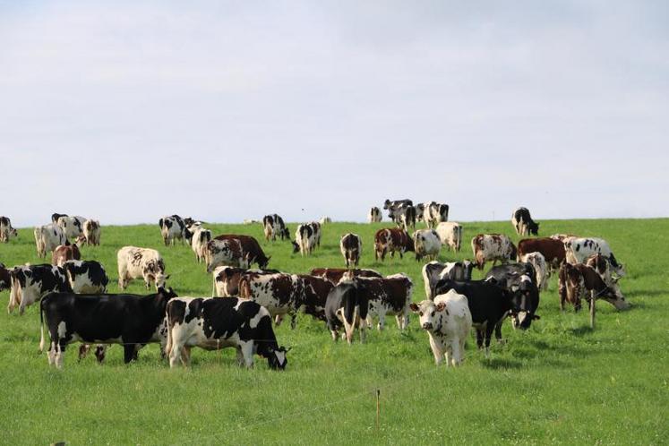 Vaches laitières au pâturage