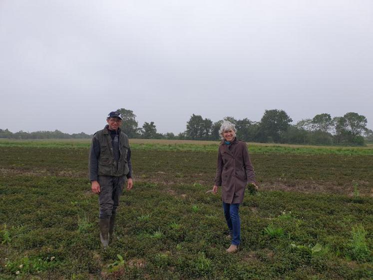 Matthieu Herguais et Edith Giffard, dans l'hectare de menthe mitcham.