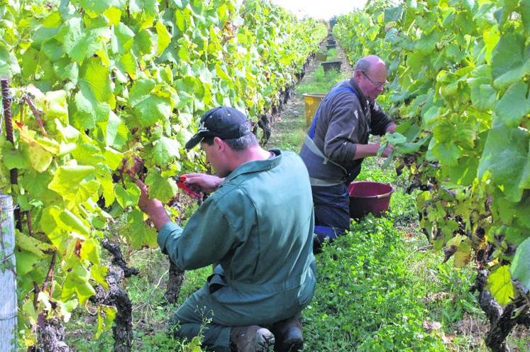 Les dix hectares des vignes de l’Alma sont vendangés à la main.
