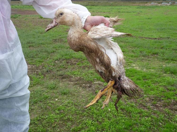 Après avoir survolé les canards pour les apeurer, le goéland va isoler un individu pour le piquer et manger ses intestins, une vision quotidienne pour Catherine et Robert Masse.