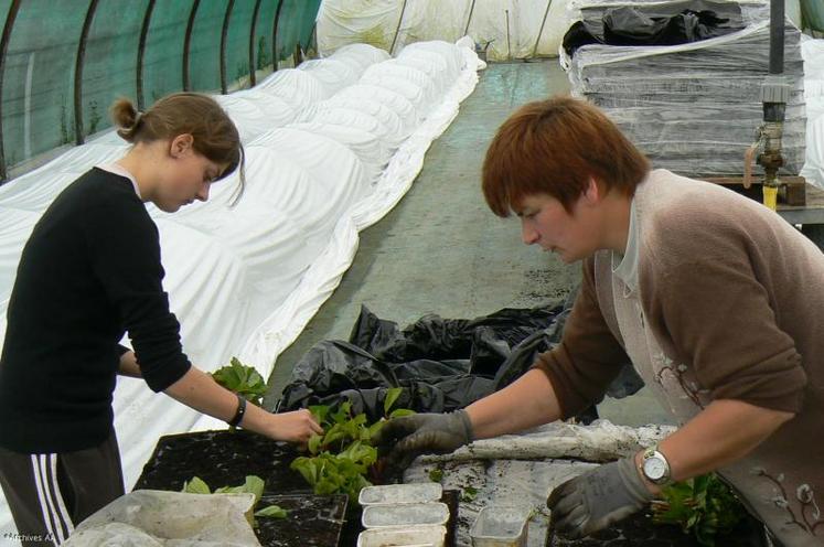 Le Maine-et-Loire compte 246 entreprises dans la filière horticole et pépinières.