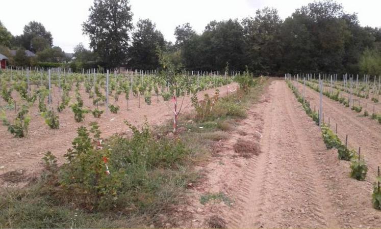 Vue de la parcelle d’essai agroforesterie du Domaine des 2 Moulins, à Juigné-sur-Loire. Au centre, un rang planté alternativement de pommiers, poiriers, pruniers abricotiers, abricotiers d’Anjou, cerisiers. Plants de vigne cépages syrah, malbec, sciaccarello, tempranillo.