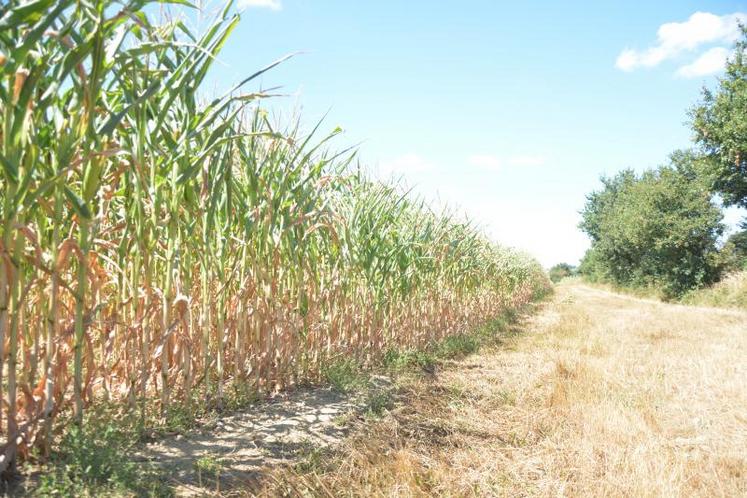 Les maïs souffrent en cette période estivale. Les prochaines prévisions n’annoncent rien de bon.