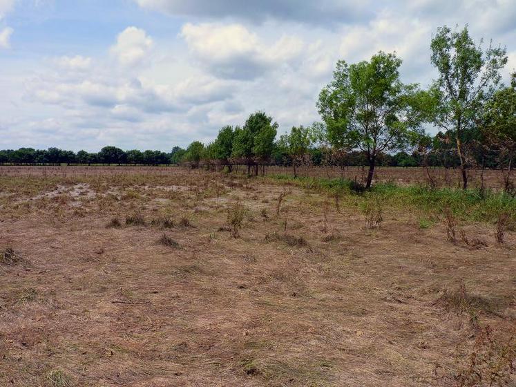 Dès le 6 juin, la FDSEA et la Chambre d’agriculture avaient écrit à Mme le Préfet pour demander la reconnaissance calamités agricoles (ici des prés bas à Briollay après la décrue)