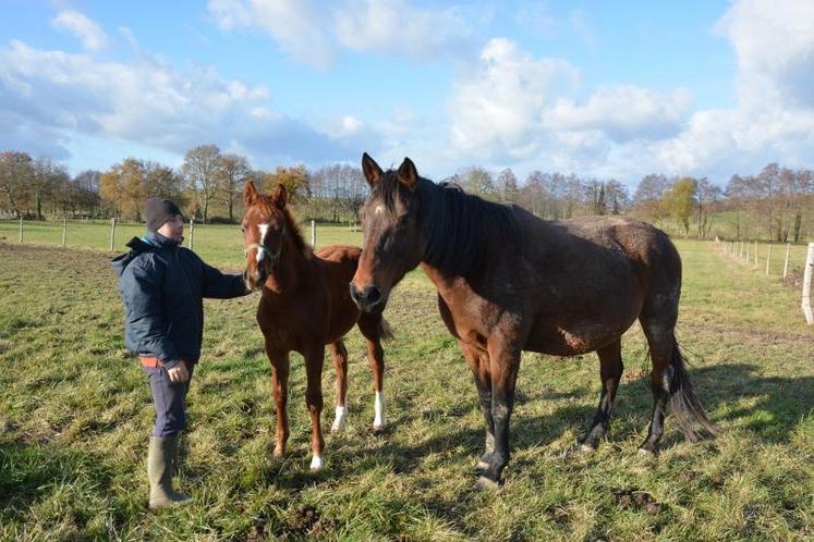 Nicolas Reynier en compagnie de La Ziza de Vaudival (race Selle français), proposée sur la plateforme My Horse Family, et de son poulain Hélios, par l’étalon Cash du Plessis (Selle français). La jument est idéale pour produire des chevaux de haut niveau en saut d’obstacles.