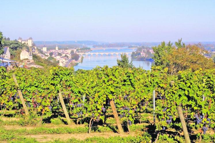 Le circuit œnotouristique mis en place par le syndicat des vignerons du Saumur-Champigny met en avant les panoramas du bord de Loire.