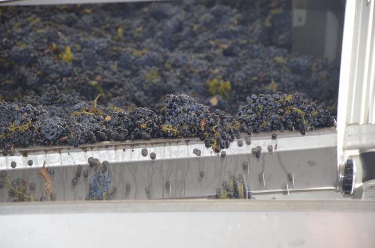 Réception du cabernet franc, jeudi 7 septembre. Les rendements sont à la baisse cette année, mais la qualité est au rendez-vous.