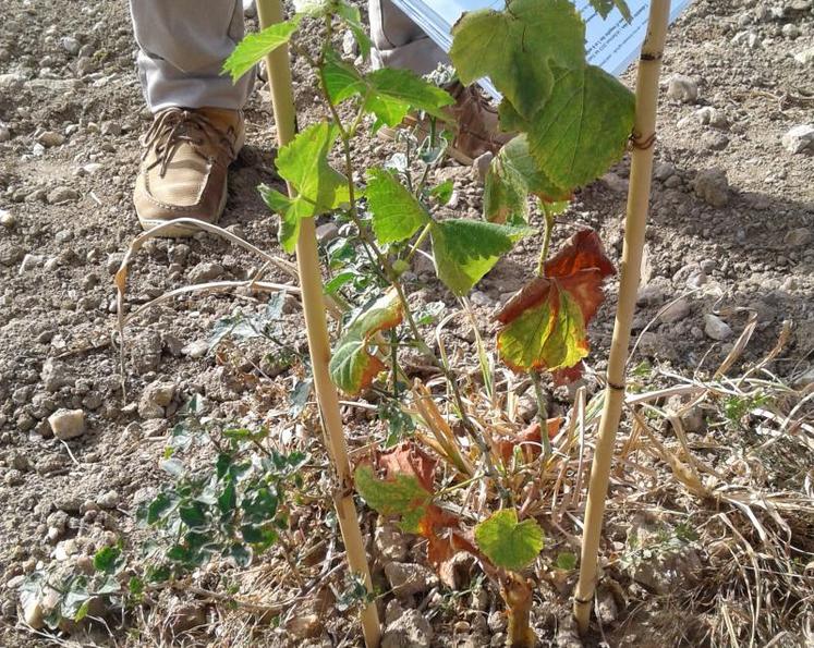 Jeune plant de chenin affaibli par la sécheresse, dans les Côteaux-du-Layon.