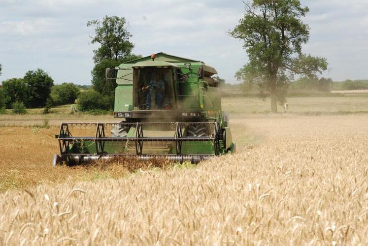 En Maine-et-Loire, les rendements varient entre 69 et 75 quintaux pour le blé 
tendre et 56 à 70 quintaux pour le blé dur.