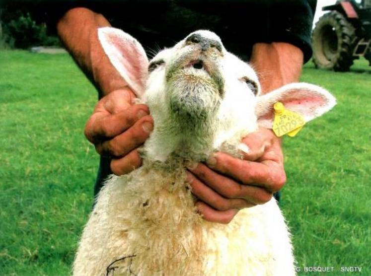 Signes cliniques sur un mouton : forte fièvre, naseaux et mufle ulcérés, croûtés par la suite, animal sans forces.