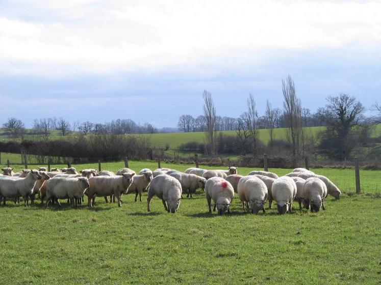 La télédéclaration des demandes d'aides ovine et caprine est à nouveau possible sur le site ministériel Télépac.