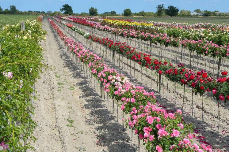 Les ventes de rosiers de jardin sont en baisse depuis quelques années. Une tendance accrue cette année.