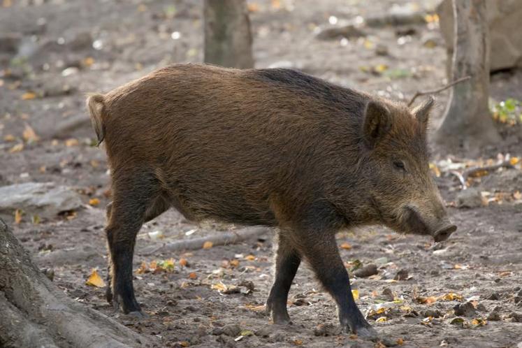 Les sangliers occasionnent de graves dégats de cultures. Lorsque les années sont sèches, ces animaux se rabattent sur de la nourriture facile d’accès, dans les parcelles des agriculteurs.