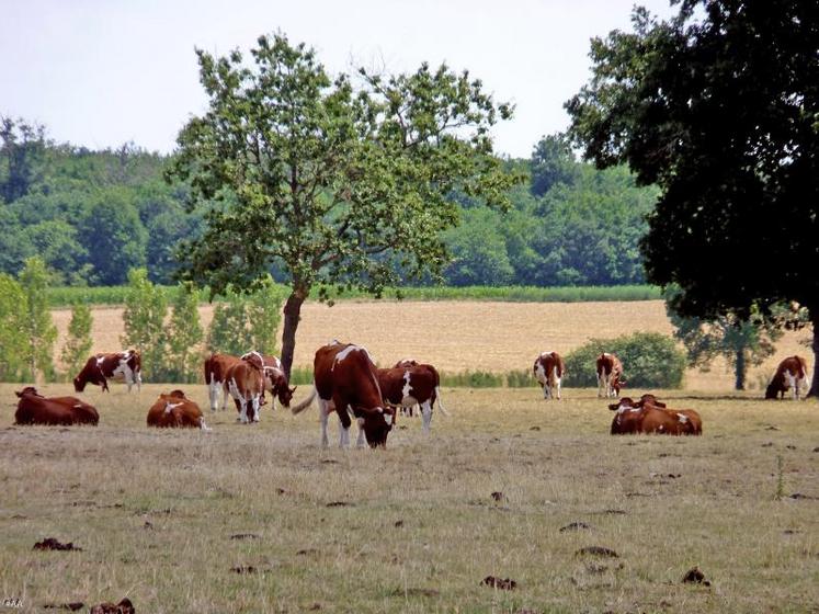 Le taux de perte de 50 % sur les prairies en Anjou a été validé par le Comité national.