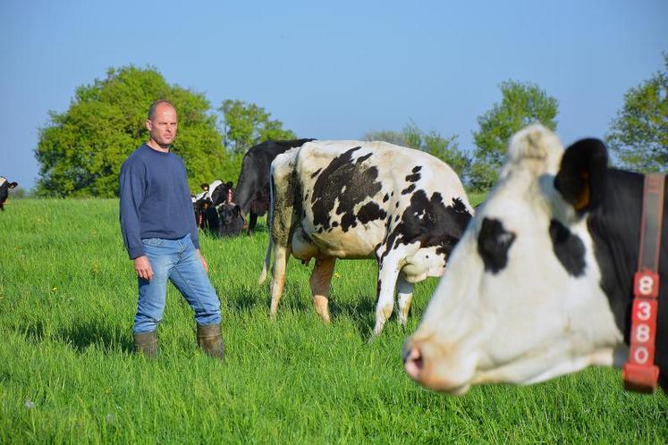 Depuis quelques jours, le troupeau de vaches laitières de Christophe Malinge est dehors jour et nuit, et cela jusqu’à la Toussaint, avant une rentrée définitive début décembre.