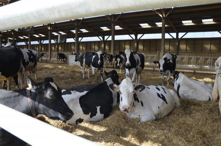 Lorsqu’elles ne sont pas au pâturage, les vaches laitières évoluent sur une aire paillée exposée plein Sud. Elles y disposent de 10 m2 chacune.