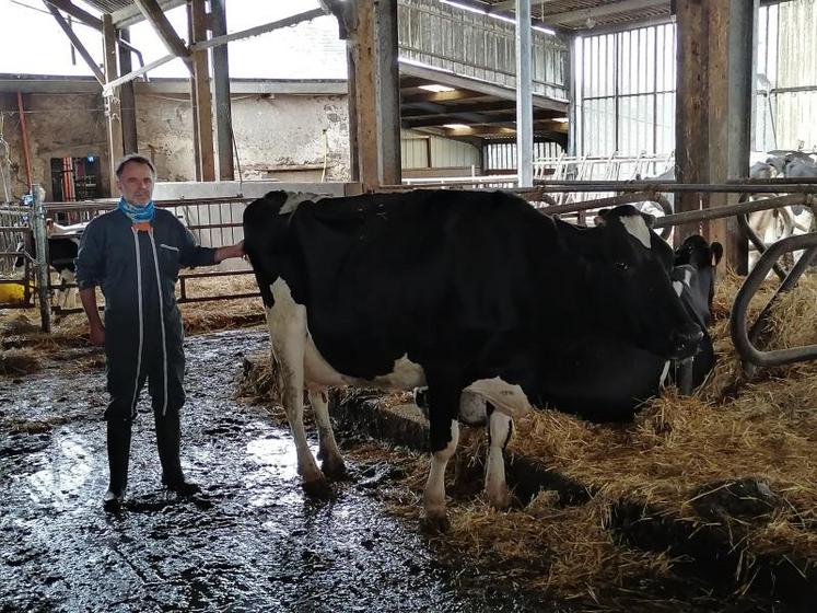 Jacques Roullier à côté de la doyenne de l'exploitation, qui entame sa 8ème lactation.