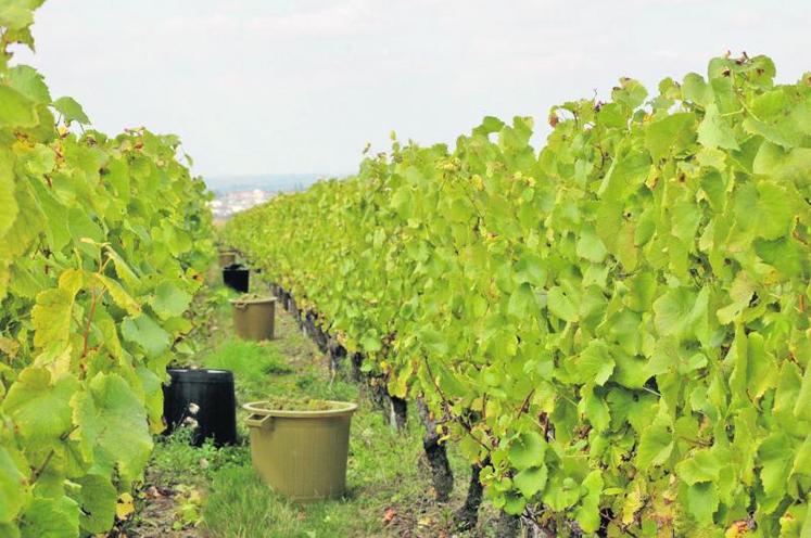 La récolte des grolleau gris et noirs, cépages des rosés d’Anjou et de Loire, va pouvoir débuter lundi 20 septembre.