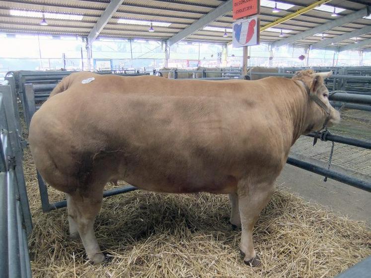 L'animal grand prix du concours d’animaux de boucherie de haute qualité de Cholet.