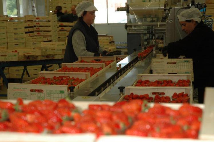 Les exportations de fruits et légumes représentent 5 milliards € de chiffre d'affaires pour la France.